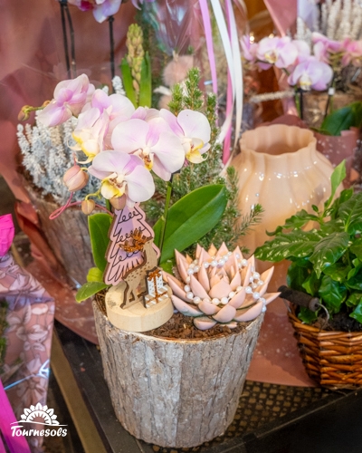Arrangement floral de Noël en pot avec orchidées et succulentes.